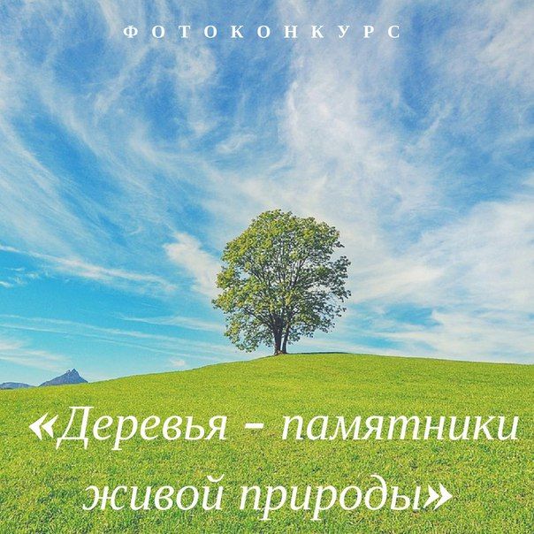 Фотоконкурс «Деревья – памятники живой природы»