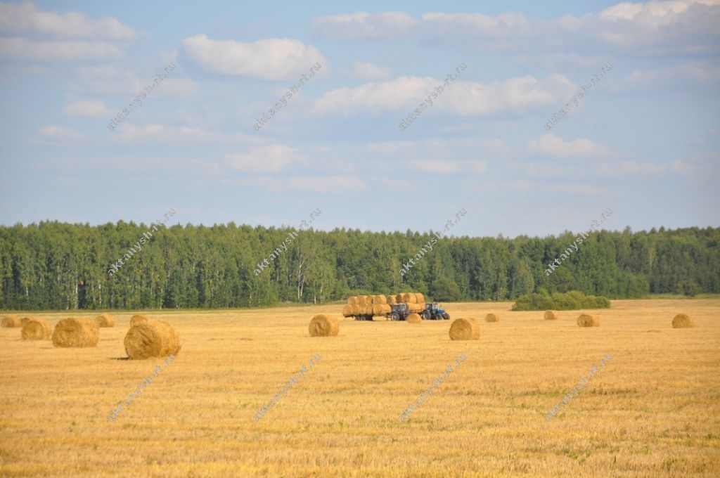 РАЙОН СУЛЫШЫ: Җир-Ананың мәрхәмәте өчен рәхмәт әйтә бүген игенче