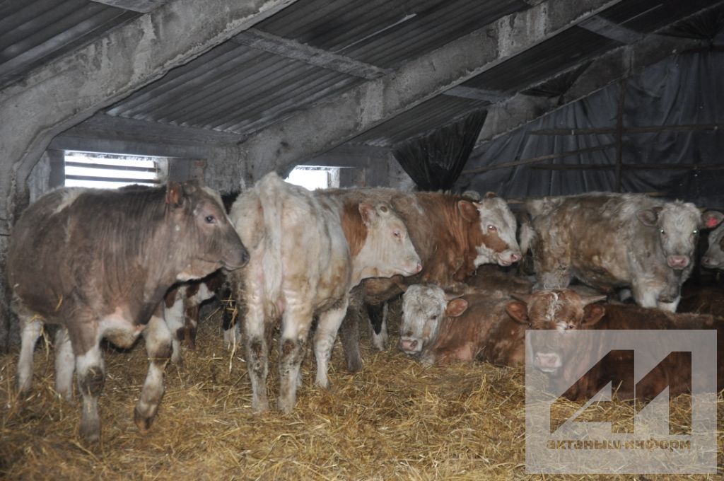 МАЛ АСРАР ӨЧЕН ТЕЛӘК ҺӘМ ТЕРӘК КИРӘК: Күҗәкәдә терлекчелекне яшьләр үз итә (БЕЗНЕҢ ФОТОХИСАП ТА БАР)