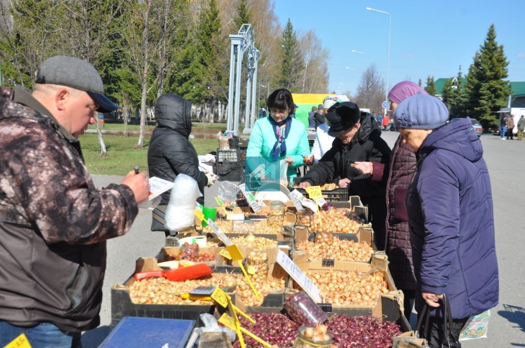 ЯРМИНКӘ САТУ ИТӘ: Актанышта Яз һәм Хезмәт бәйрәме уңаеннан ярминкә гөрли (+ БЕЗНЕҢ ФОТОМИЗГЕЛЛӘР)