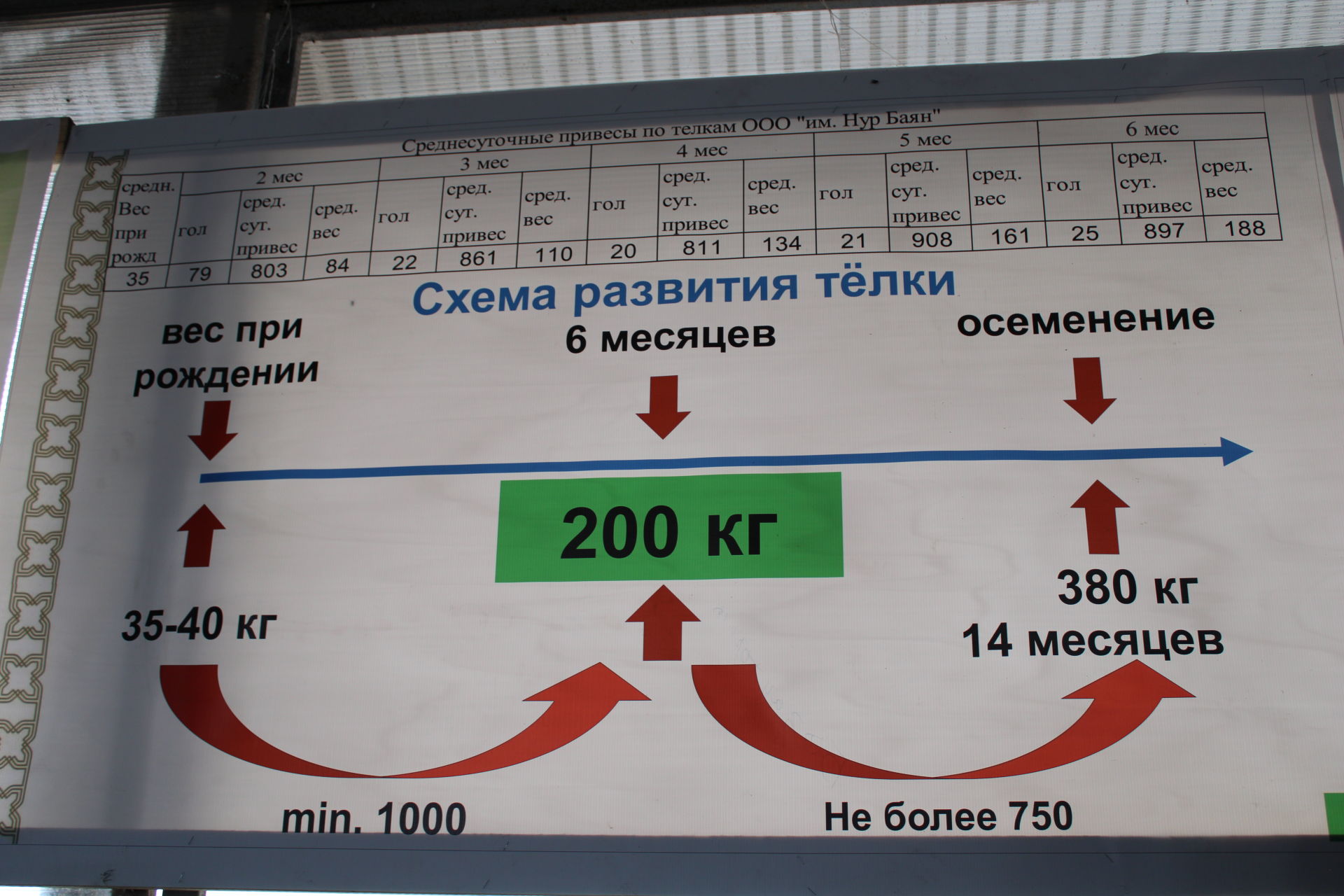 Инновацион технологияләр сыер тоягын авыртусыз чистарта