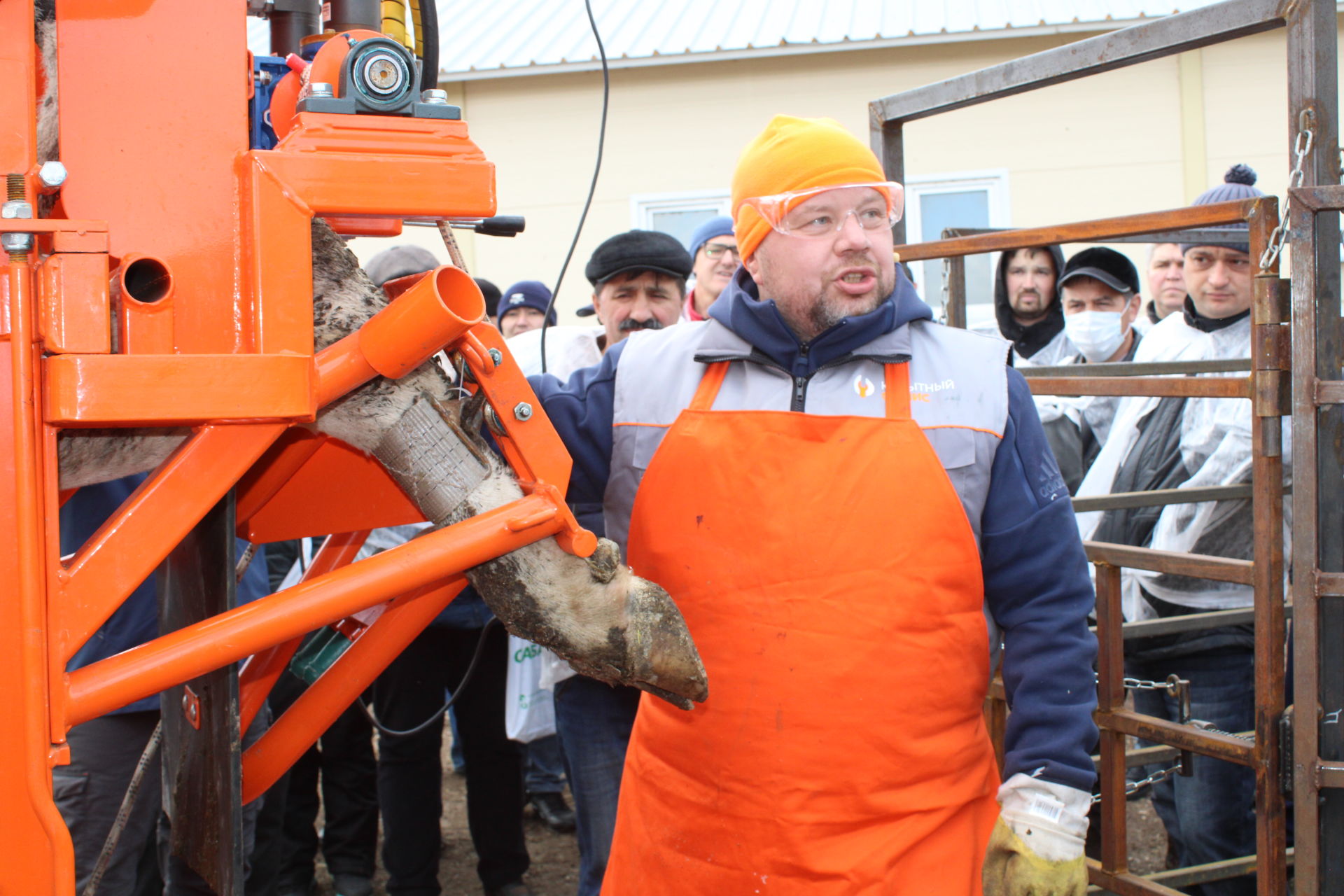 Инновацион технологияләр сыер тоягын авыртусыз чистарта