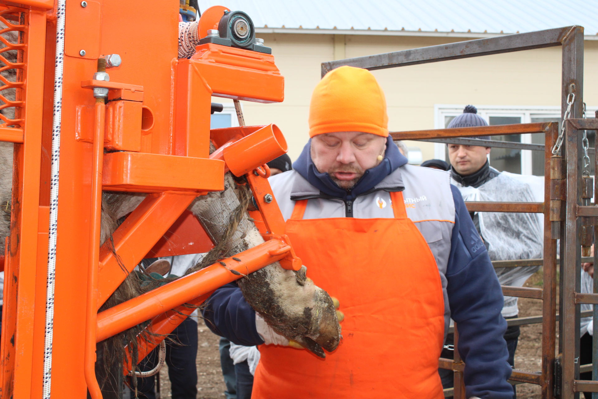 Инновацион технологияләр сыер тоягын авыртусыз чистарта