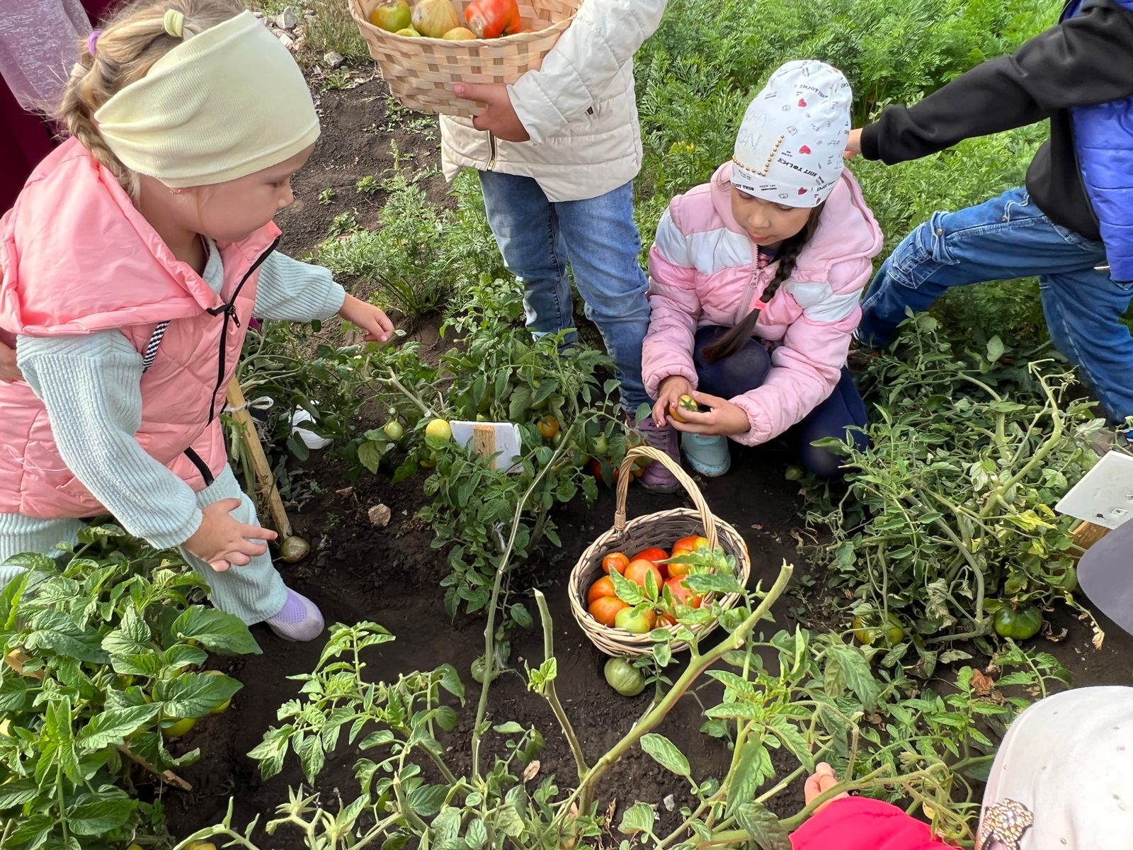 Яңа Әлем балалар бакчасы нәниләре үзләре үстергән уңышны җыйды