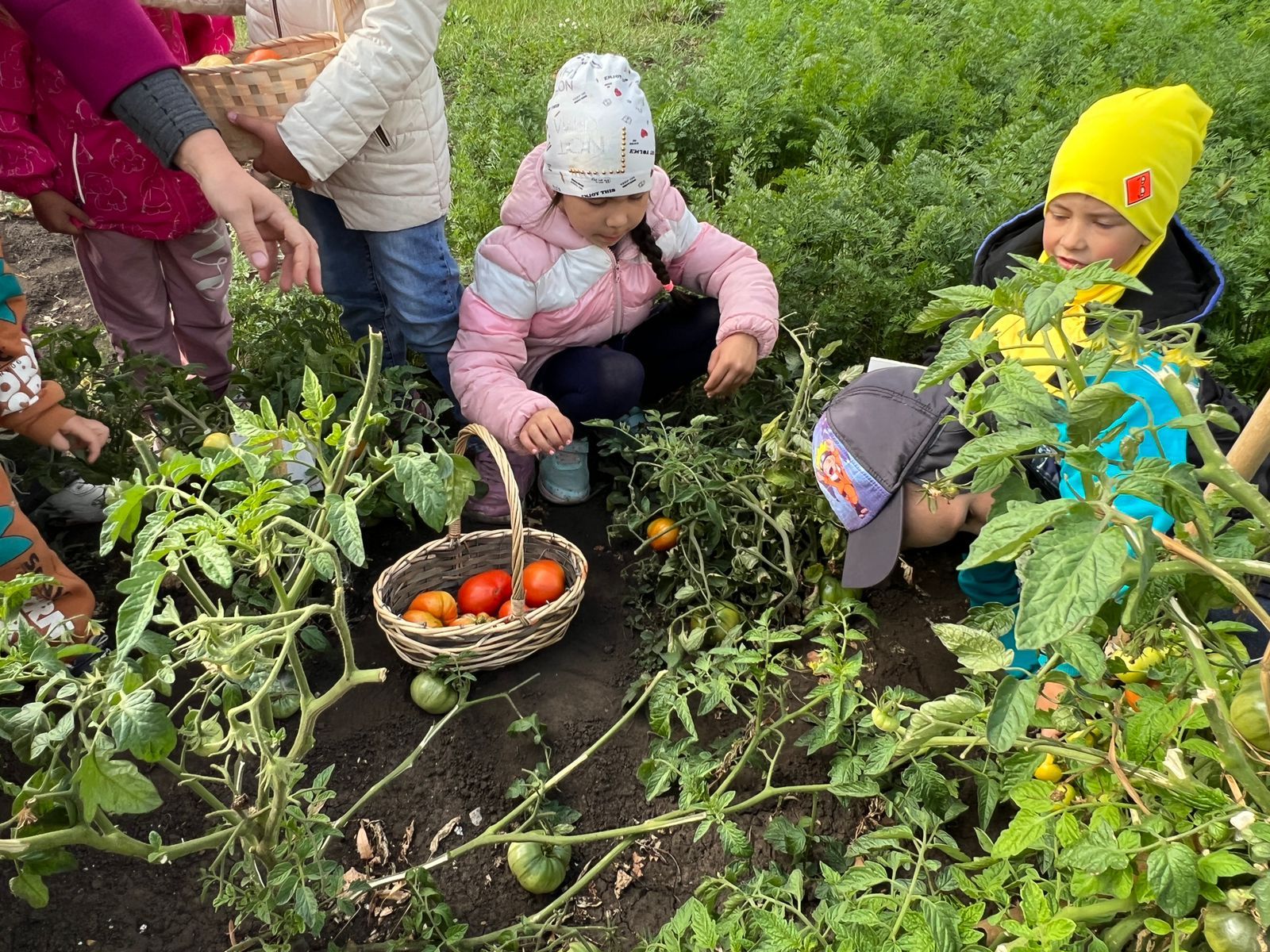 Яңа Әлем балалар бакчасы нәниләре үзләре үстергән уңышны җыйды