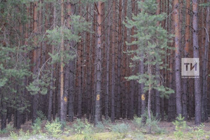 Республика Татарстан станет пилотным регионом программы по озеленению берегов Волги