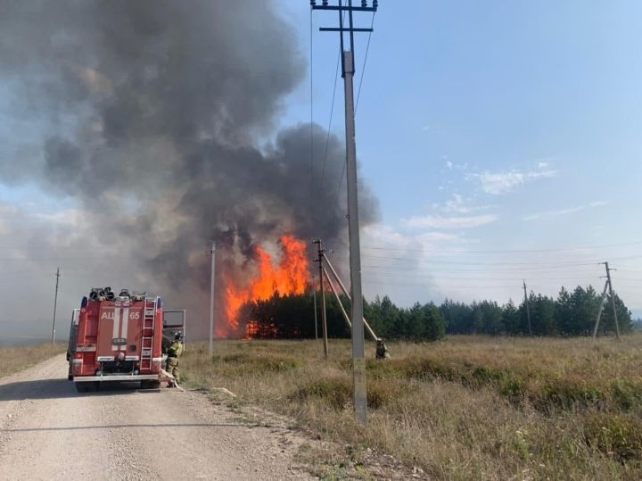 Әлмәт урманнарында бүген 15 яшьлек наратлар янган