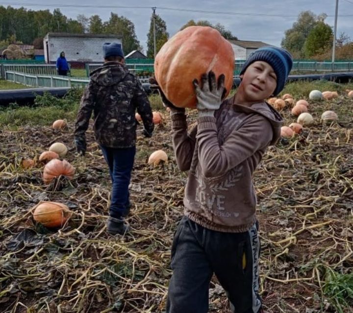 Татар Ямалысында 29 укучы 1,6 гектар мәйданда бакча үстерә