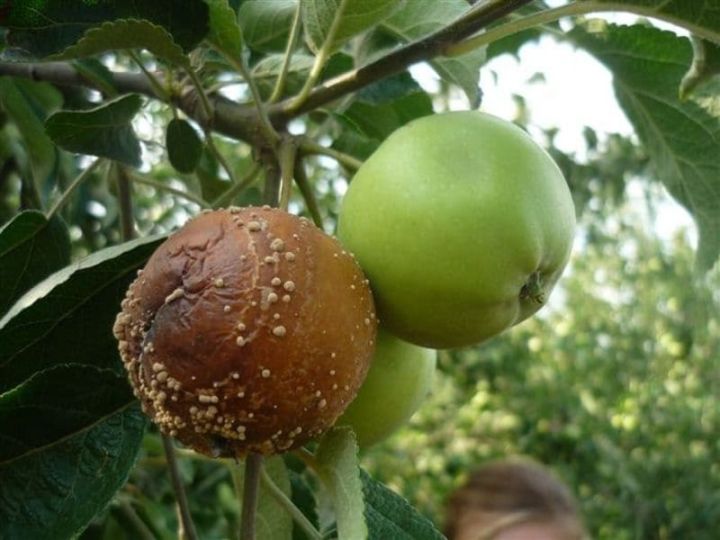 Монолиоз – бакчачыларның баш бәласе