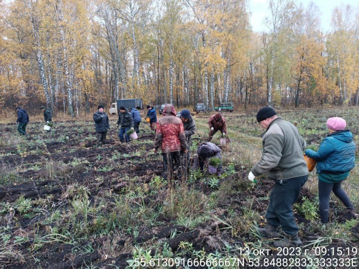 Иске Богады, Яңа Кормаш, Татар Суыксуы, Яңа Әлем авылының хезмәтсөярләре «Урманнарны саклыйк» Бөтенроссия акциясендә катнашты