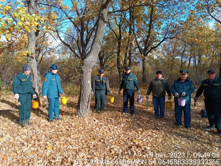 Актаныш урманнарына парсыз ефәк күбәләге зыян сала алмаячак