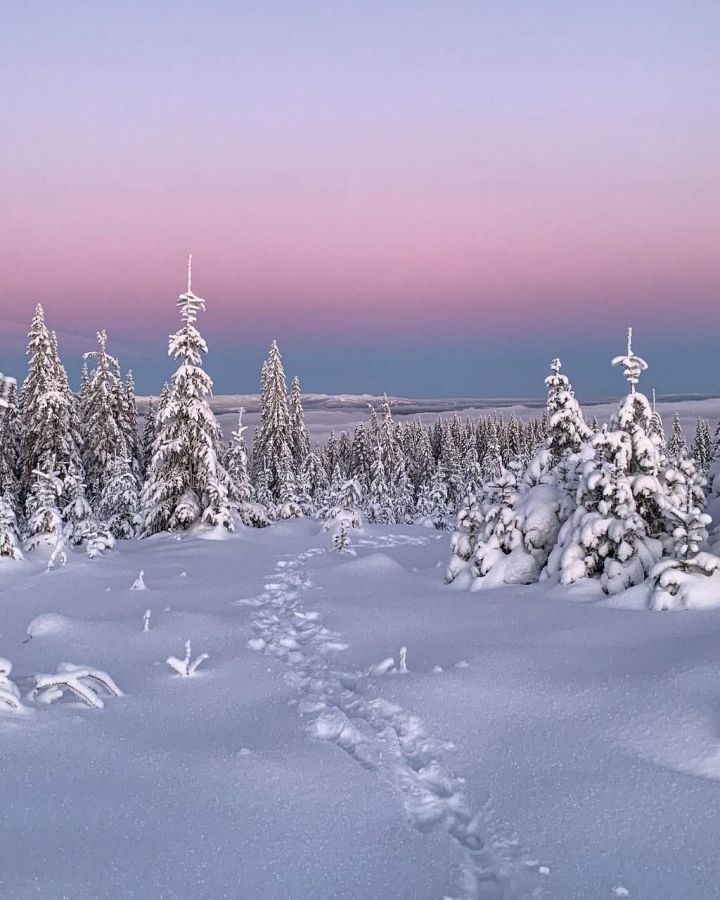 Декабрь сынамышларын сынап караганыгыз бармы?