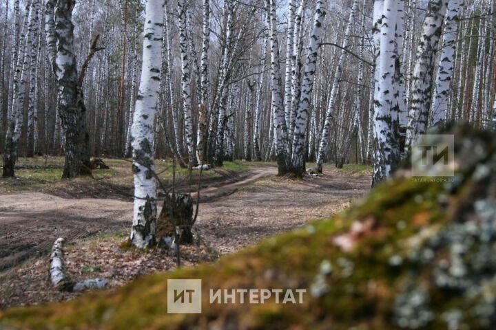 Каен суына бардыгызмы?