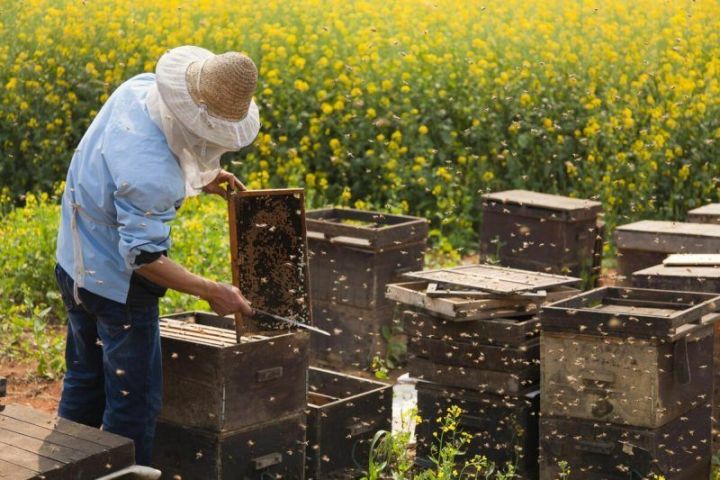 В республике будет посеяно более 30 тысяч гектар медоносов