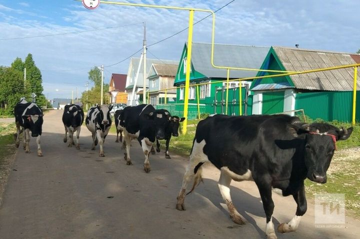 Сыер асраучы хуҗалыкларга сөт сатудагы чыгымнар өчен субсидия биреләчәк